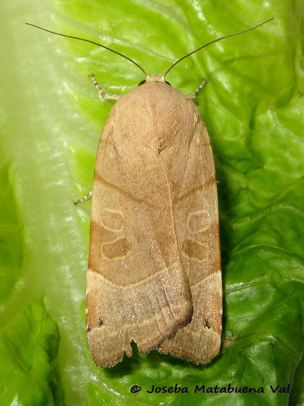 Noctua fimbriata - Noctuidae